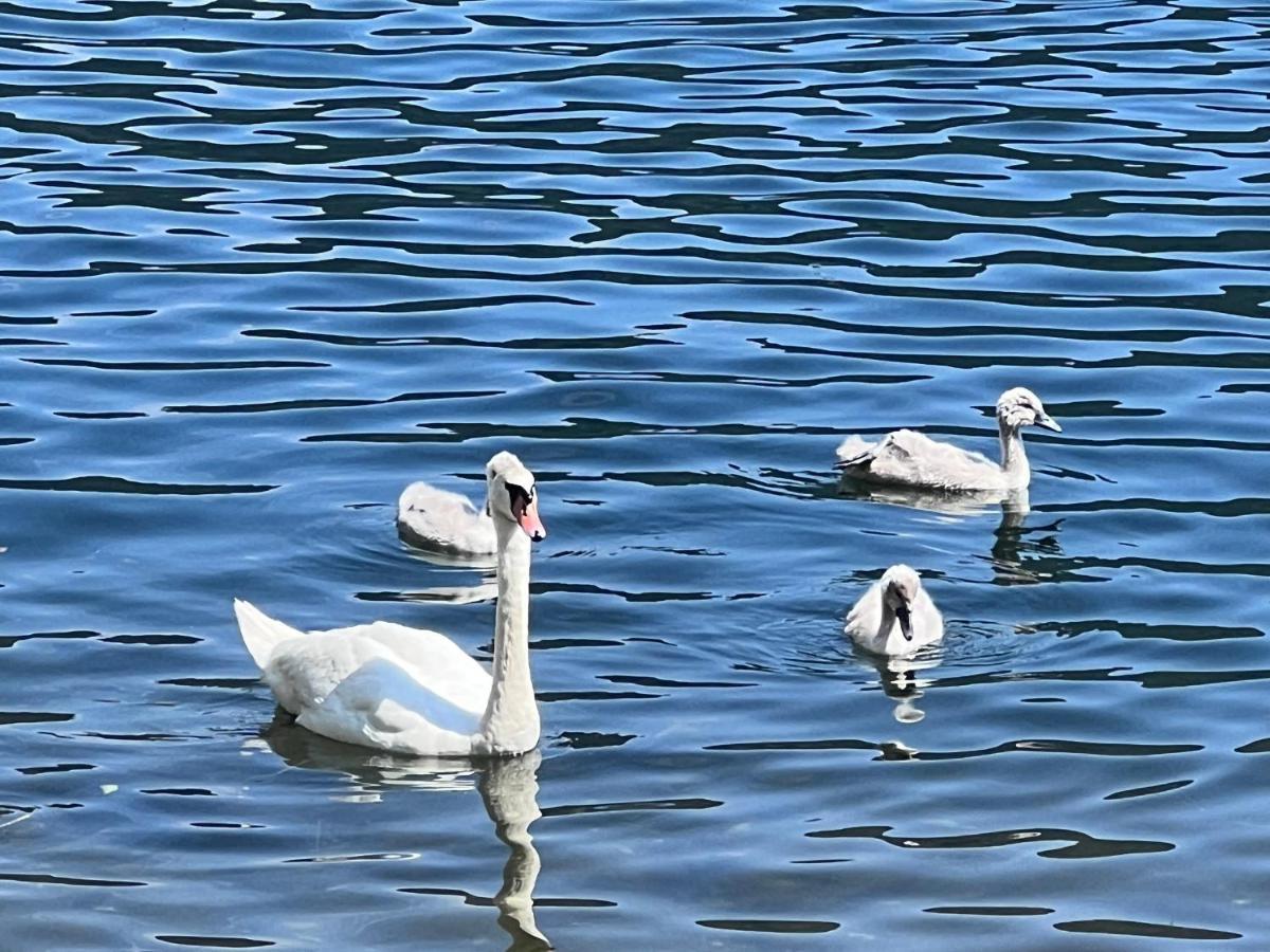 Ferienwohnung Mit Seeblick - Ossiacher See Gerlitzen Sattendorf Bagian luar foto